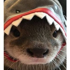 sharkotter