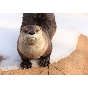 Sad Otter